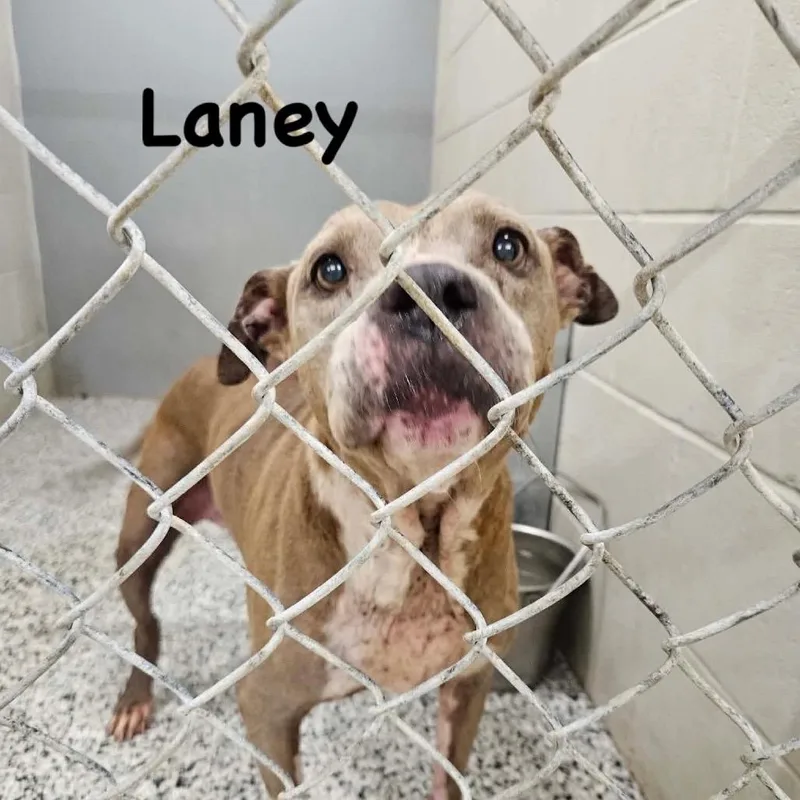 Laney thumbnail 2