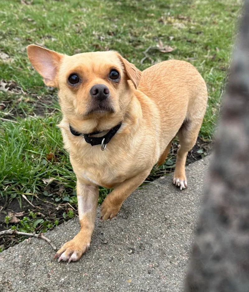 Schmitty thumbnail 2