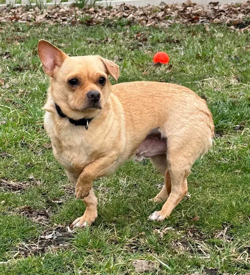 Schmitty thumbnail 3