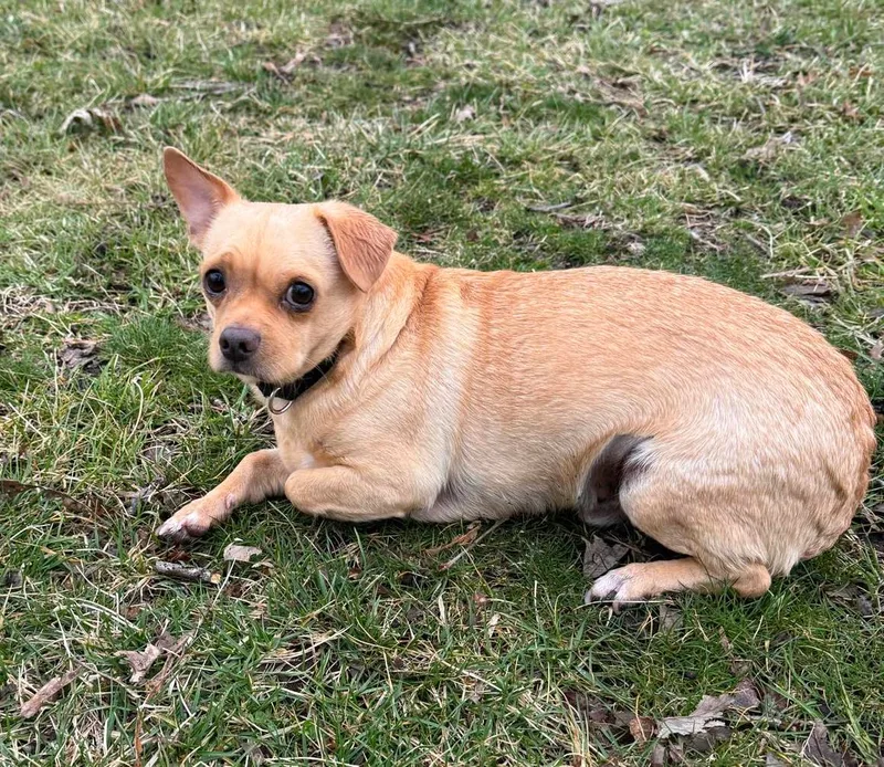 Schmitty thumbnail 4