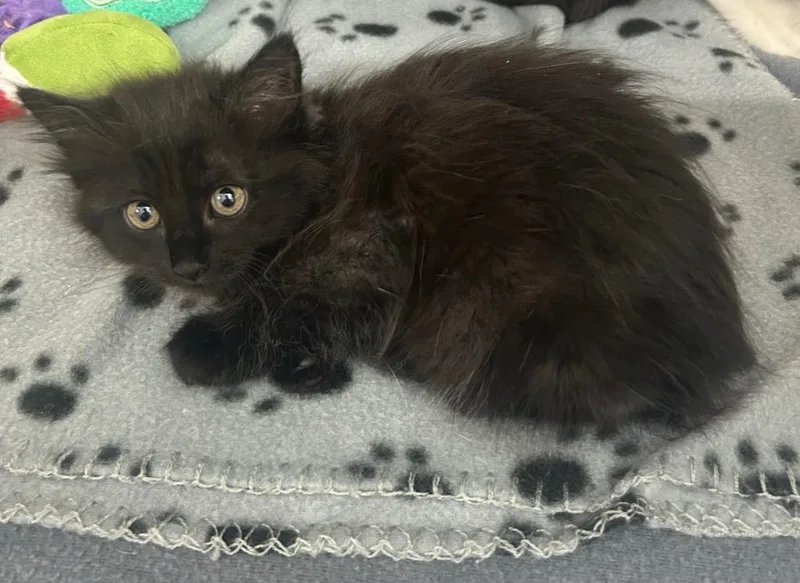 A baby medium-sized female Domestic Short Hair cat named Opal for adoption in Seven Points, TX