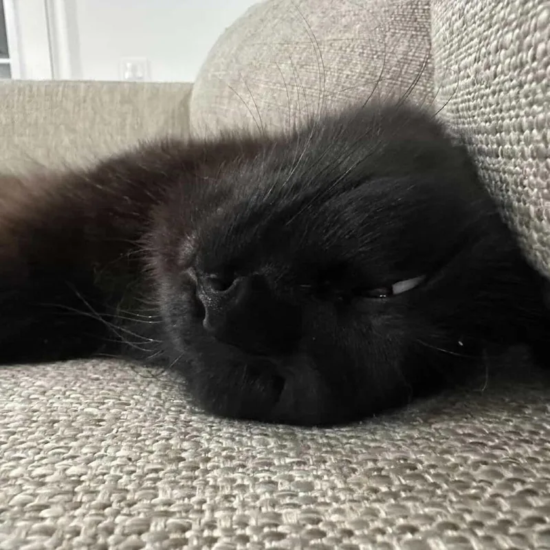 An adult large-sized female Black Domestic Medium Hair cat named Diva for adoption in Boston, MA
