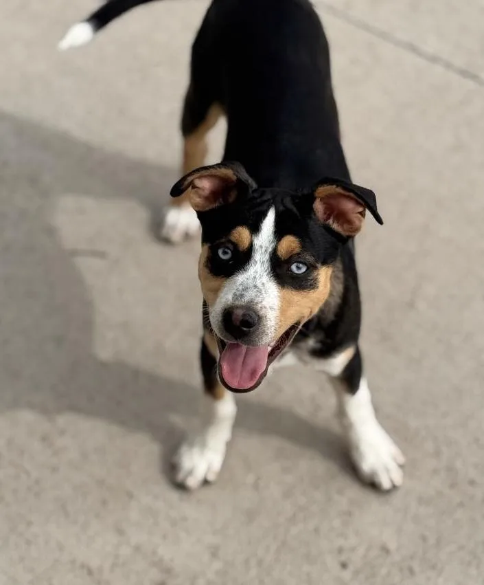Biscotti