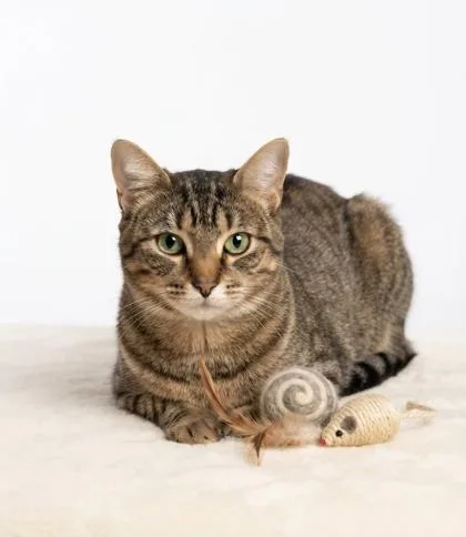 A young small-sized female Domestic Short Hair cat named Walenda for adoption in Cumming, GA