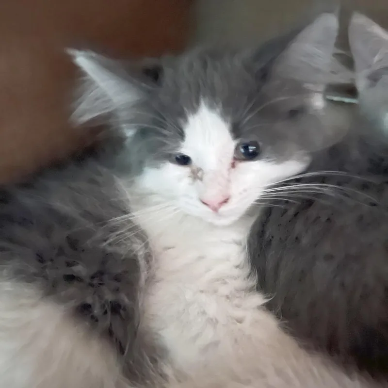 A baby small-sized female Gray / Blue / Silver Domestic Long Hair cat named Dahlia for adoption in Owosso, MI