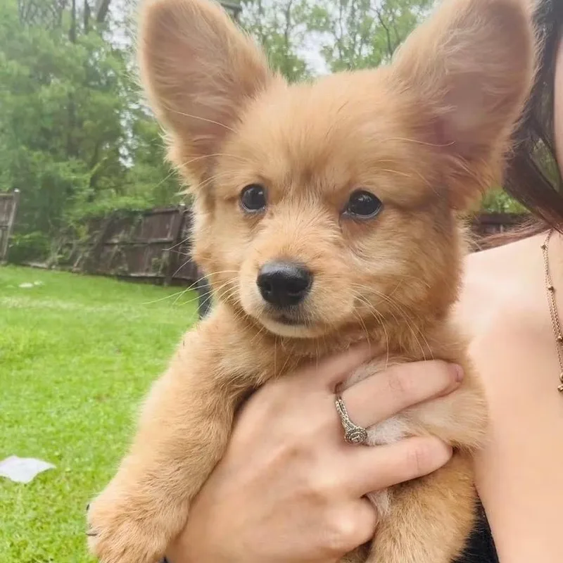 A young small-sized male Red / Chestnut / Orange Pomeranian dog named Todd for adoption in Baton Rouge, LA