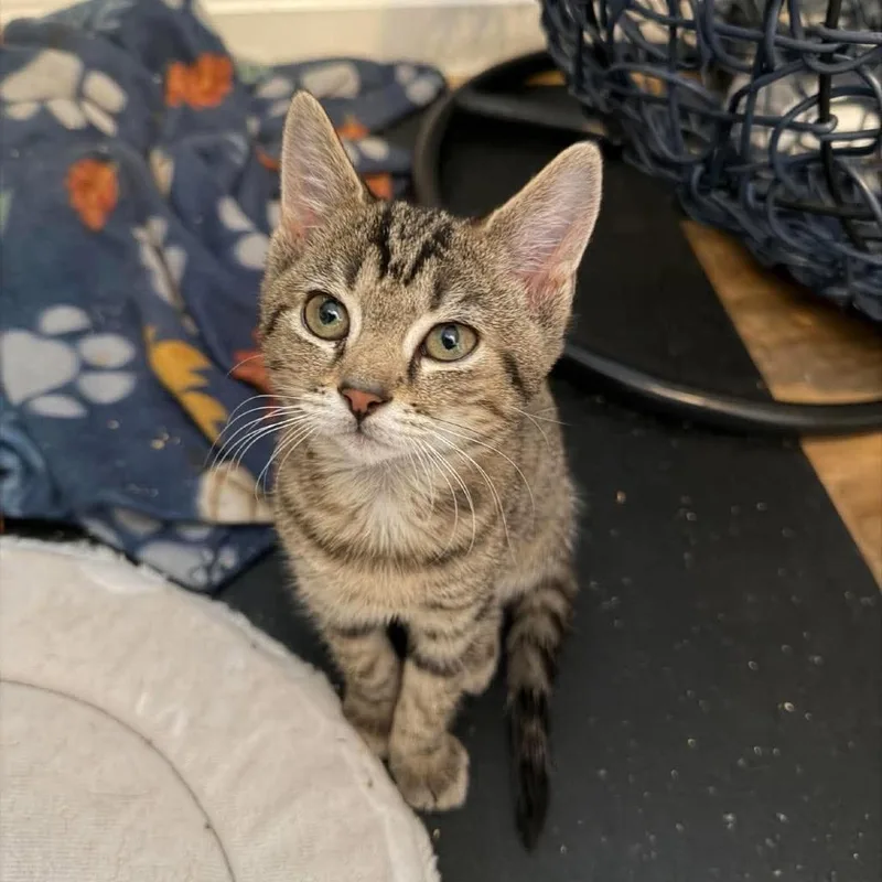 A baby small-sized female Brown / Chocolate Domestic Short Hair cat named Stormie for adoption in Jarrettsville, MD