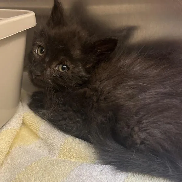 A baby small-sized male Domestic Medium Hair cat named Cameron for adoption in Walnut Creek, CA