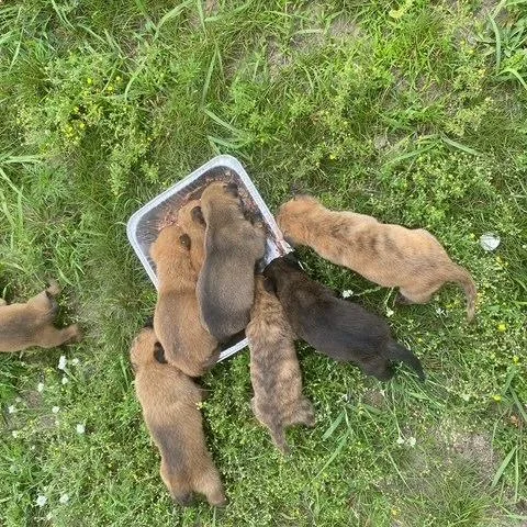 A baby small-sized female Brown / Chocolate Dutch Shepherd dog named Space Cowboy Stacee for adoption in Princeton, MN