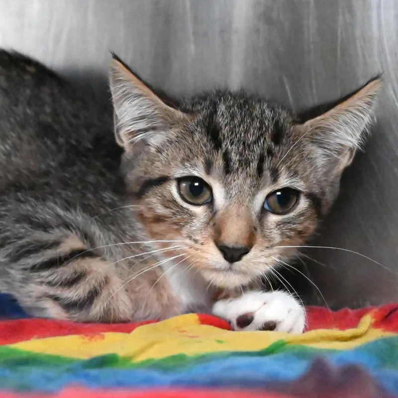 A baby small-sized female Gray / Blue / Silver Domestic Short Hair cat named Cleo for adoption in West Palm Beach, FL