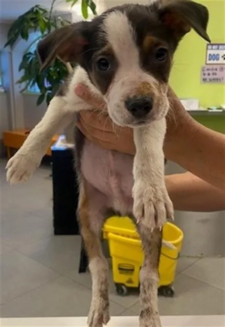 A baby small-sized male Australian Shepherd dog named Unknown for adoption in Rancho Cucamonga, CA