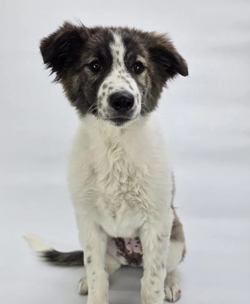 A baby large-sized female Tricolor (Brown, Black, & White) Anatolian Shepherd dog named Poison Ivy for adoption in Sedalia, CO