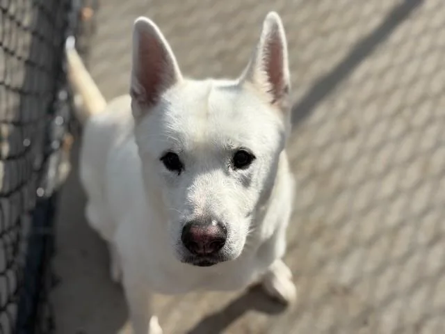 An adult large-sized male Husky dog named Casper for adoption in Tulsa, OK