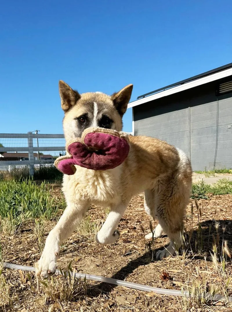 A young medium-sized female Akita dog named Buttercup for adoption in Romoland, CA