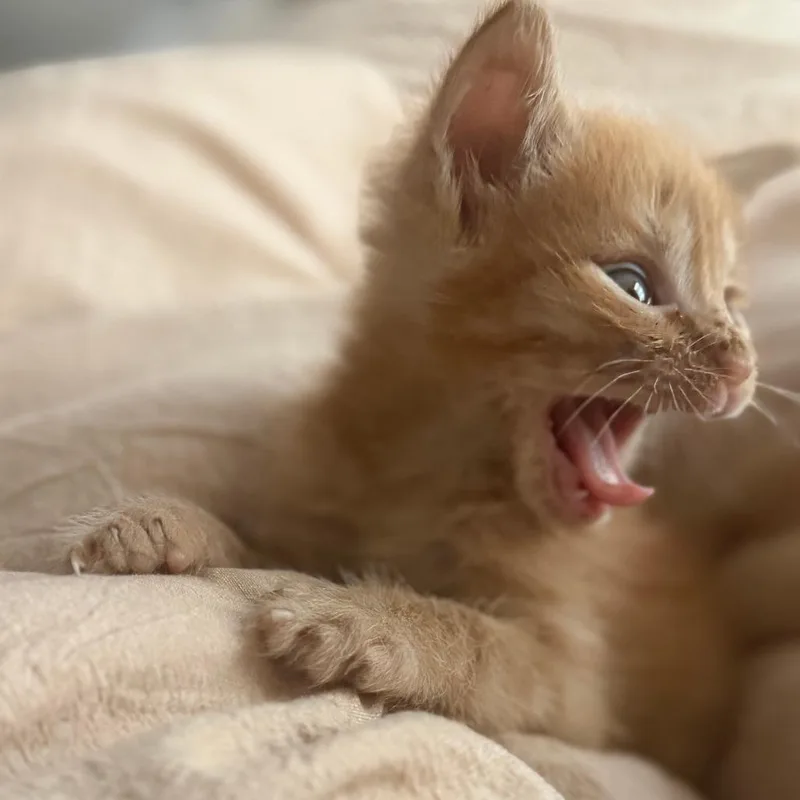 A baby small-sized male Orange / Red Domestic Short Hair cat named Gummy Bear for adoption in San Antonio, TX