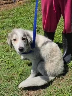 A baby large-sized female Great Pyrenees dog named Ginny for adoption in Lake Wylie, SC