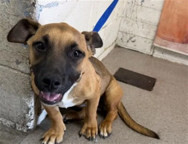 A young small-sized female Pit Bull Terrier dog named Maple for adoption in San Bernardino, CA