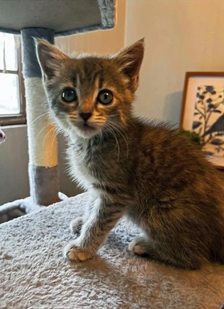 A baby small-sized female Domestic Short Hair cat named Stitch for adoption in Hartsville, SC