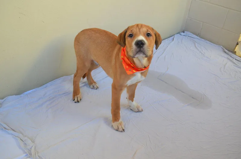 A baby large-sized male Shar-Pei dog named Stoker for adoption in McKinney, TX