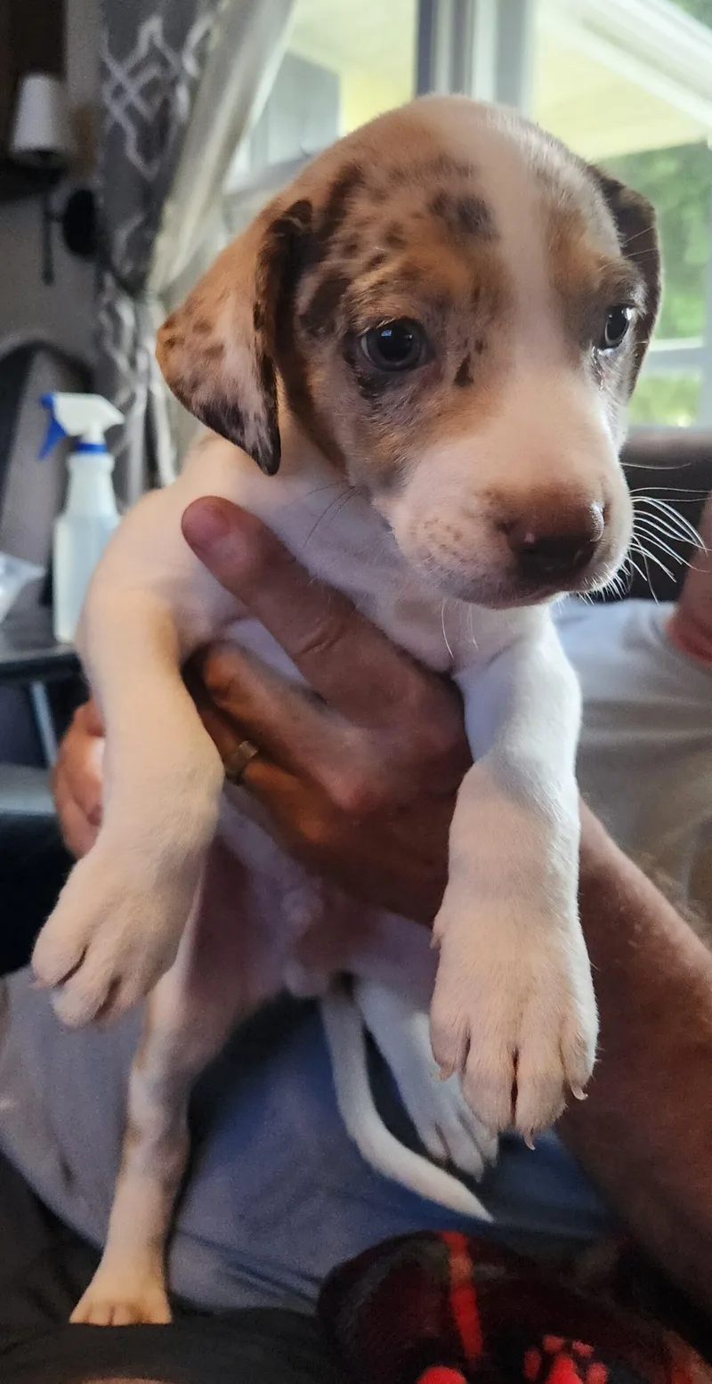 A baby small-sized male Australian Shepherd dog named Fabian for adoption in Twin lakes, WI