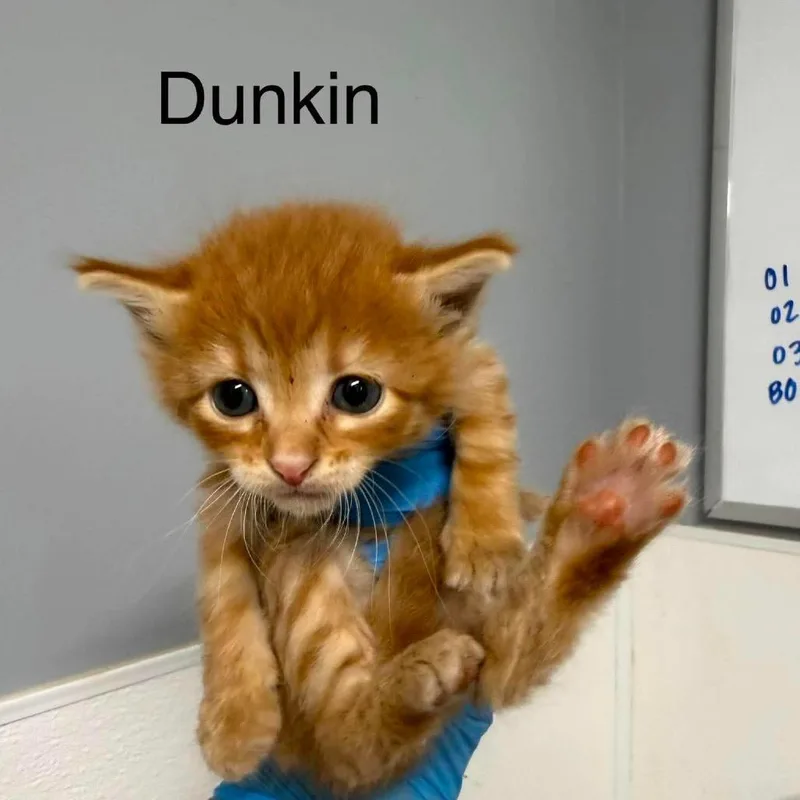 Dunkin