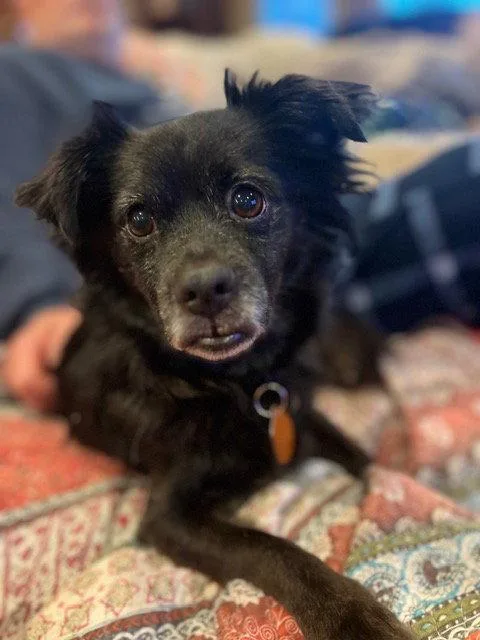An adult small-sized male Chihuahua dog named Sparky for adoption in Seattle, WA