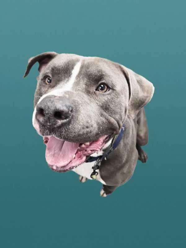 Nutcracker thumbnail 2