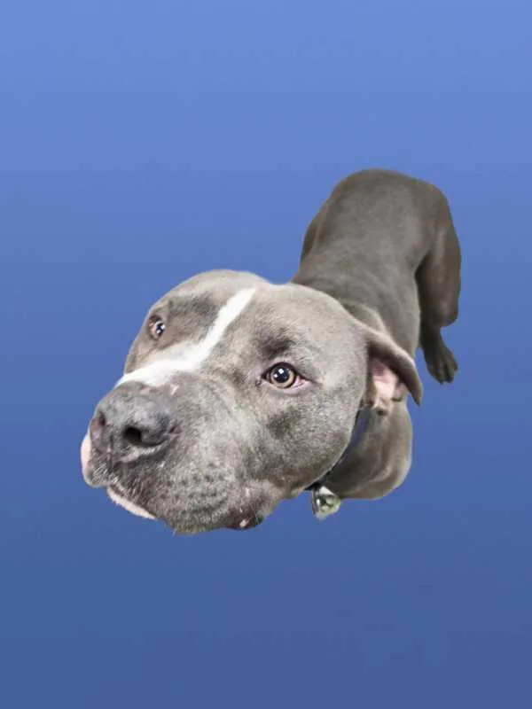 Nutcracker thumbnail 3