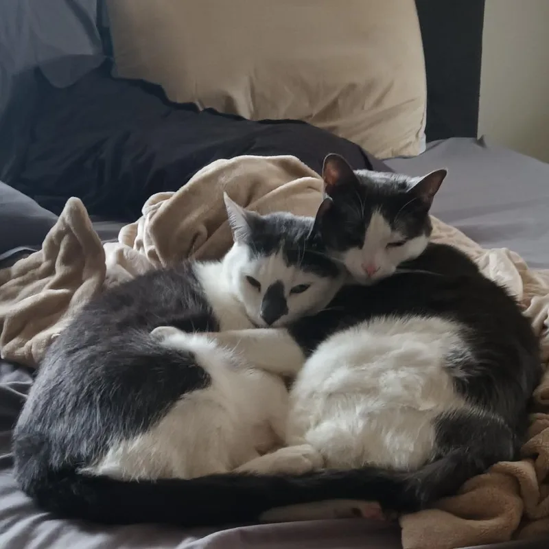 An adult large-sized female White Domestic Short Hair cat named Penelope for adoption in Fairport, NY