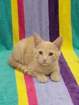 A baby small-sized male Domestic Short Hair cat named Professor Popcorn for adoption in Westland, MI