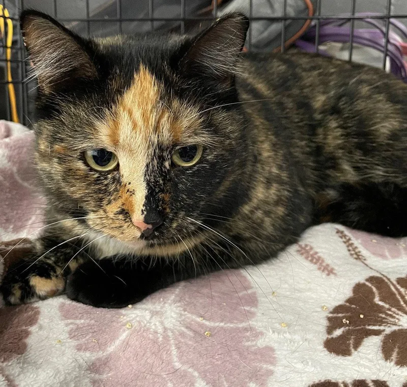 An adult medium-sized female Tortoiseshell cat named Boggie for adoption in Island Lake, IL