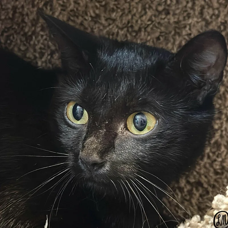 An adult medium-sized female Black Domestic Short Hair cat named Wren for adoption in Victor, NY