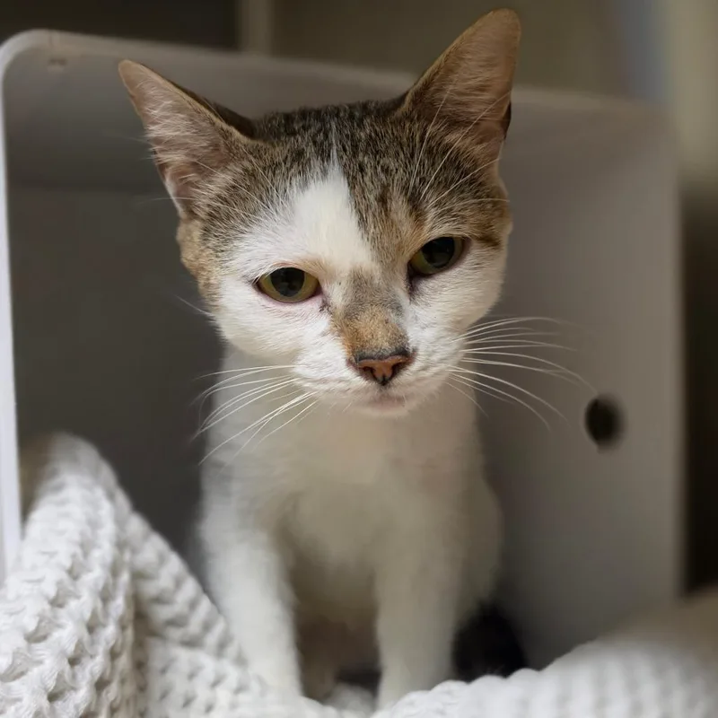 A young medium-sized female Domestic Short Hair cat named Luna for adoption in Briarcliff Manor, NY