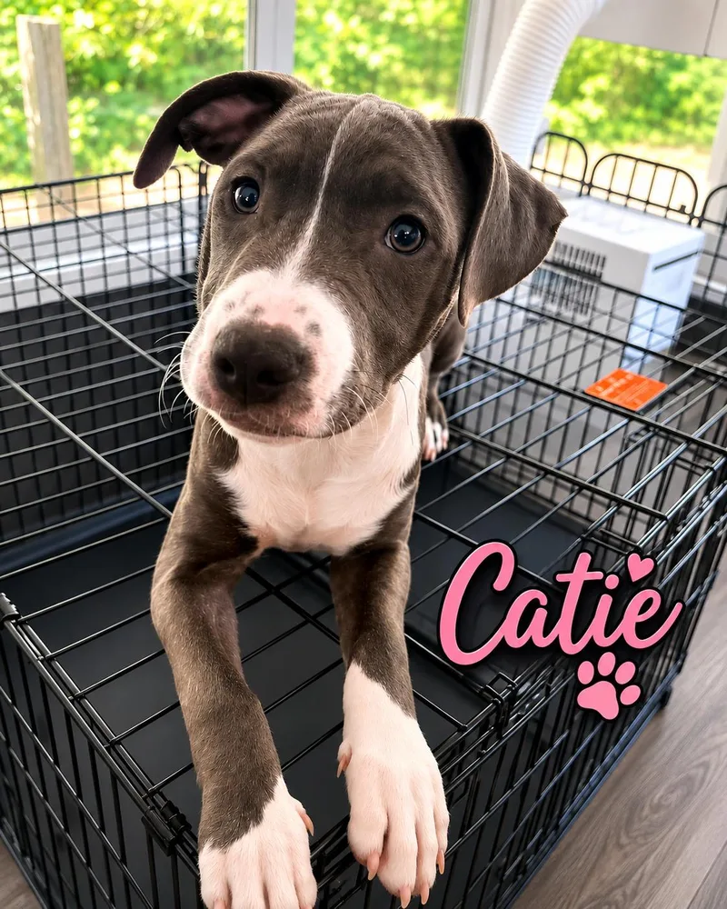 A young medium-sized female American Staffordshire Terrier dog named Catie for adoption in Central Valley, NY