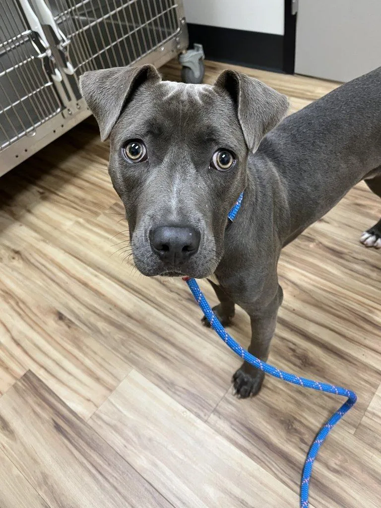 A baby medium-sized male Gray / Blue / Silver Mixed Breed dog named Dillon for adoption in Raleigh, NC