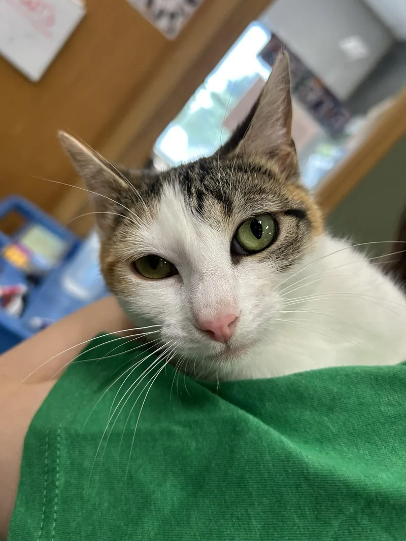 A baby medium-sized female Calico Domestic Short Hair cat named Calico Jo for adoption in Mokena, IL