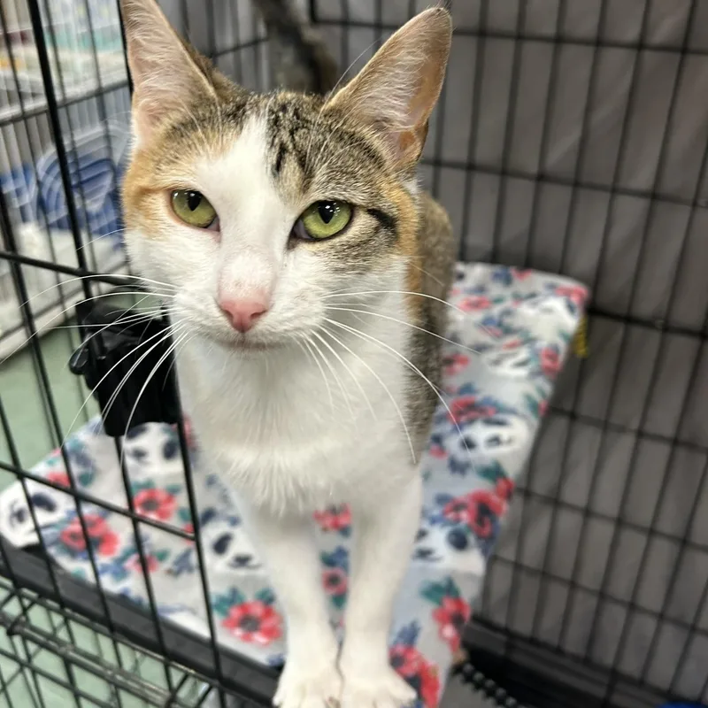 Calico Jo thumbnail 2