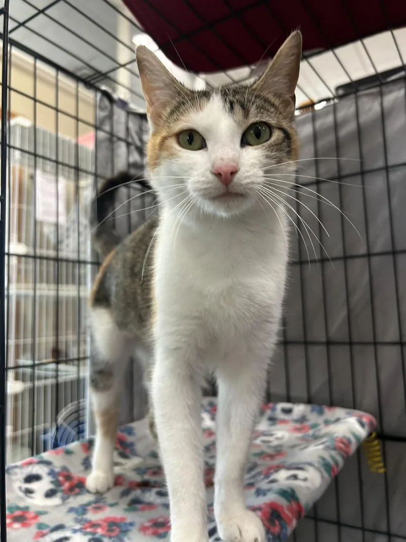 Calico Jo thumbnail 3
