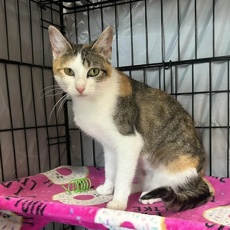 Calico Jo thumbnail 4