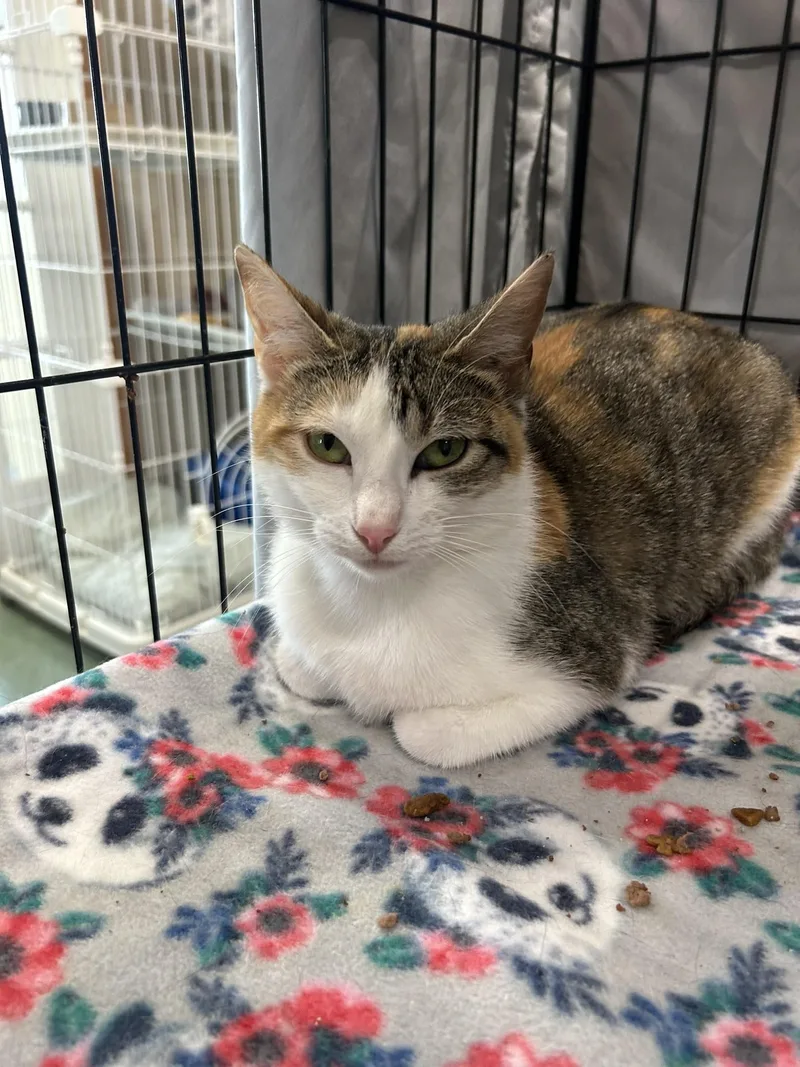 Calico Jo thumbnail 5