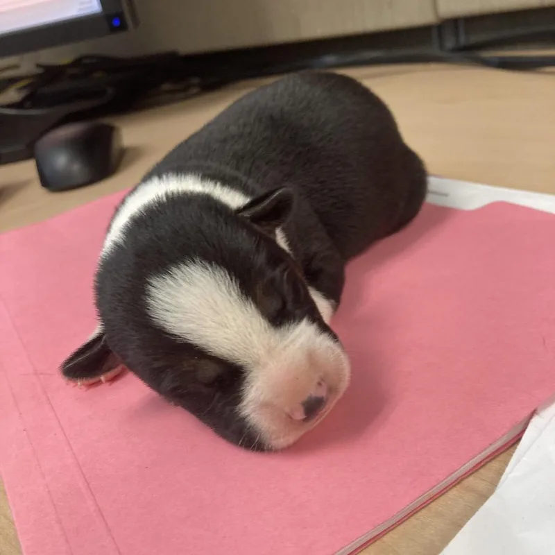 Levi Aka Condor thumbnail 3