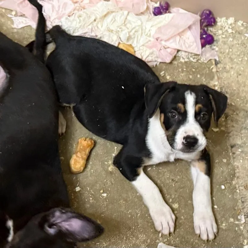 Levi Aka Condor thumbnail 4