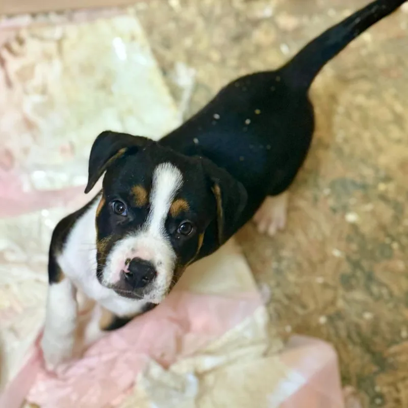 Levi Aka Condor thumbnail 5