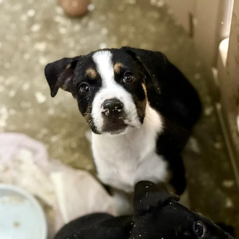 Levi Aka Condor thumbnail 6