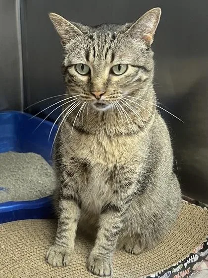 An adult small-sized female Domestic Short Hair cat named Dusty for adoption in Houston, TX