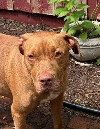 An adult large-sized female Pit Bull Terrier dog named Julia for adoption in Wheaton, IL
