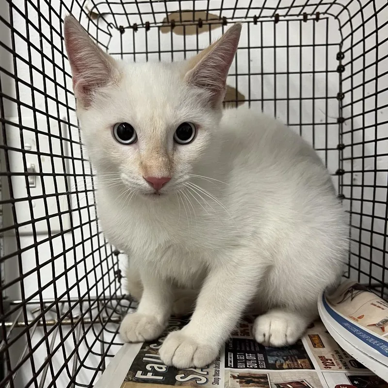 A baby small-sized male White Domestic Short Hair cat named Pennywise for adoption in Edinburg, TX