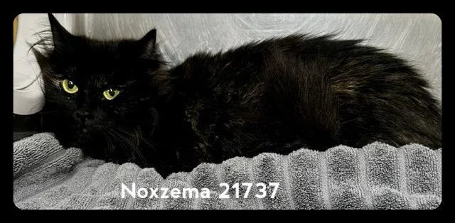 An adult medium-sized female Tortoiseshell Domestic Medium Hair cat named Noxzema for adoption in Marietta, GA