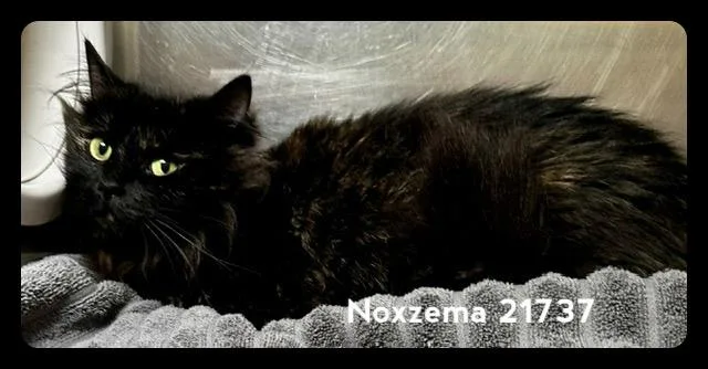 Noxzema thumbnail 2