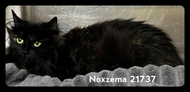 Noxzema thumbnail 3